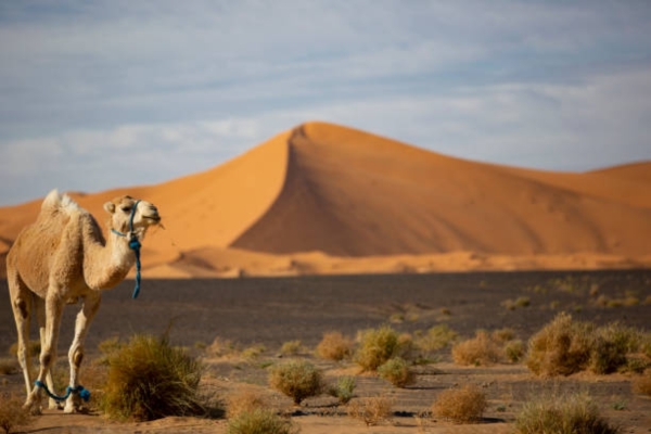 3 Day tour from Fes to Marrakech - Fes to Marrakech Tour 3 days