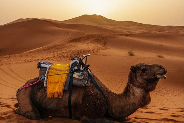 7 Days Tour from Casablanca Chefchaouen, Fes & Sahara Desert