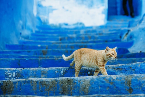8 Days Morocco Tour from Fes Private Morocco 8-day itinerary