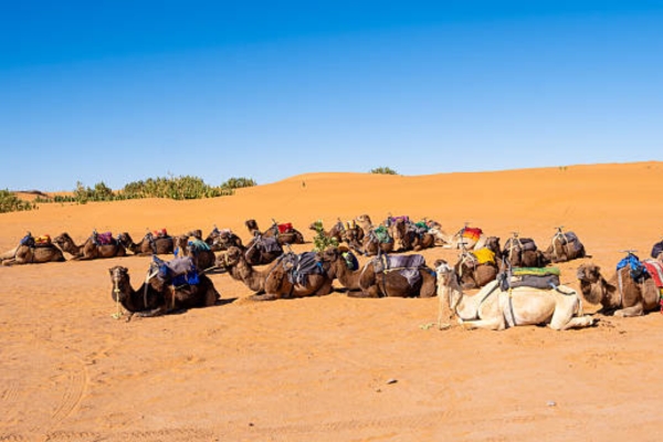 Fes to Sahara Desert tour 3 days - 3 Days Fes Desert tour