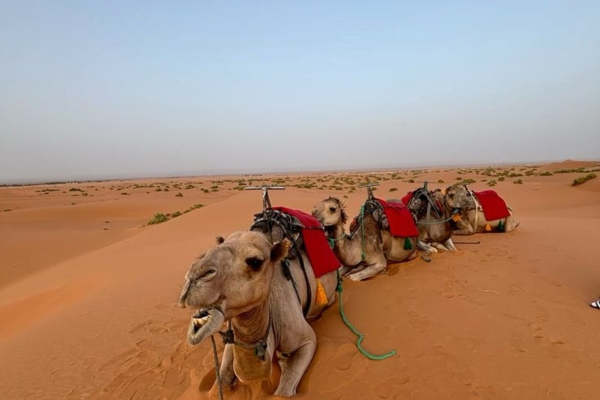 3 Days desert tour from Ouarzazate to Fes - Ouarzazate Tours